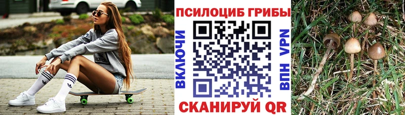 Псилоцибиновые грибы прущие грибы  кракен зеркало  Будённовск 